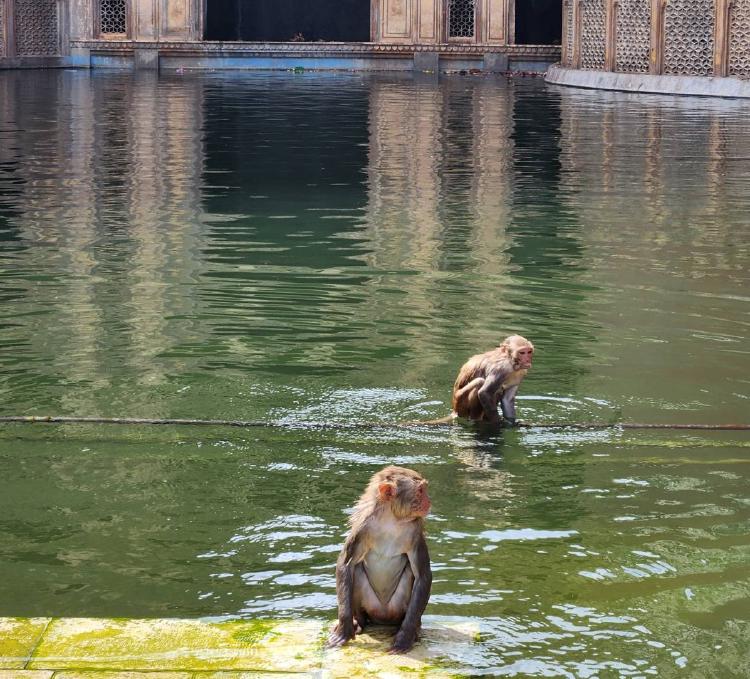 Jaipur: A Gateway to Rajasthan